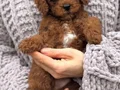 ÜST KALİTE TOY POODLE YAVRUMUZ