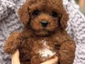 ÜST KALİTE TOY POODLE YAVRUMUZ