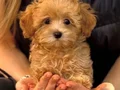 YURT DIŞI GİRİŞLİ MALTİPOO YAVRULARIMIZ