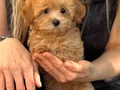 YURT DIŞI GİRİŞLİ MALTİPOO YAVRULARIMIZ