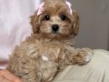 BU TATLILIKLA MALTİPOO YAVRUMUZ SİZİ BEKLİYOR