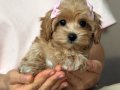 BU TATLILIKLA MALTİPOO YAVRUMUZ SİZİ BEKLİYOR