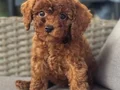 SAFKAN TOY POODLE YAVRUMUZ LUNA