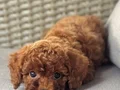 SAFKAN TOY POODLE YAVRUMUZ LUNA