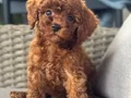 SAFKAN TOY POODLE YAVRUMUZ LUNA