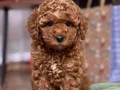 TOY POODLE YAVRUMUZ GOFRİK