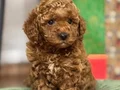 TOY POODLE YAVRUMUZ GOFRİK