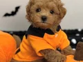 KORE SURATLI MALTİPOO YAVRULARIMIZ