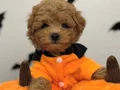 KORE SURATLI MALTİPOO YAVRULARIMIZ