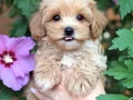 ŞEKER GİBİ MALTİPOO YAVRULARIMIZ