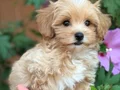ŞEKER GİBİ MALTİPOO YAVRULARIMIZ