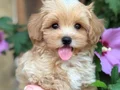 ŞEKER GİBİ MALTİPOO YAVRULARIMIZ