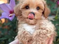 ŞEKER GİBİ MALTİPOO YAVRULARIMIZ