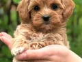 MALTİPOO YAVRULARIMIZ YENİ YUVASI İÇİN HAZIR