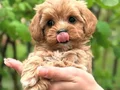MALTİPOO YAVRULARIMIZ YENİ YUVASI İÇİN HAZIR