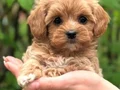 MALTİPOO YAVRULARIMIZ YENİ YUVASI İÇİN HAZIR