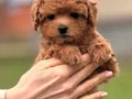KORE TOY POODLE YAVRULARIMIZ