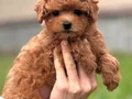 KORE TOY POODLE YAVRULARIMIZ