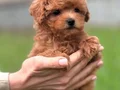 KORE TOY POODLE YAVRULARIMIZ