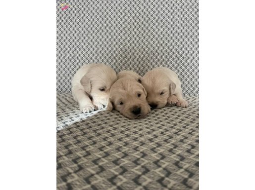 Sağlıklı golden yavrular