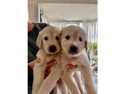 Sosyal ve Oyuncu Golden Retriever Yavruları
