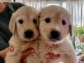 Sosyal ve Oyuncu Golden Retriever Yavruları