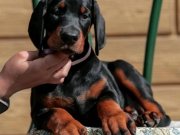A Kalite Doberman Yavrumuz Ruhsatlı Çiftlikten 
