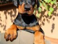 A Kalite Doberman Yavrumuz Ruhsatlı Çiftlikten 
