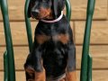 A Kalite Doberman Yavrumuz Ruhsatlı Çiftlikten 