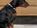 A Kalite Doberman Yavrumuz Ruhsatlı Çiftlikten 