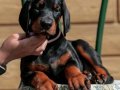 A Kalite Doberman Yavrumuz Ruhsatlı Çiftlikten 
