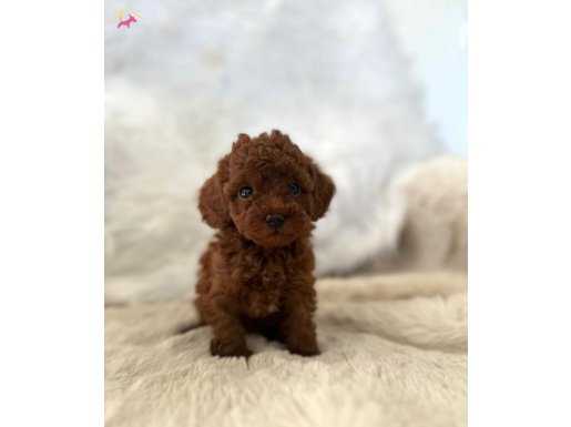 Orjinal Show Class Toy Poodle Yavrularimiz