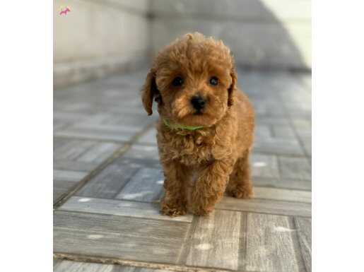Safkan isteyene Toy Poodle Yavrularimiz 