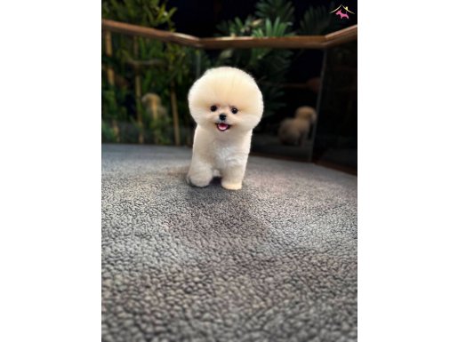 Safkan Kore Pomeranian Boo