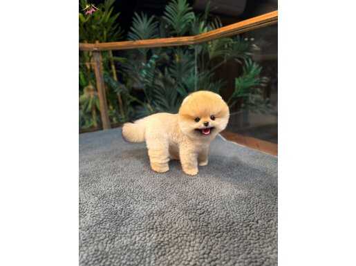 Kore Orjınal Pomeranian Boo Yavrularımız