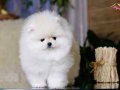 Kar Beyaz Safkan Garantili AyiSurat Pomeranian Yavrularimiz