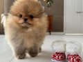Orjinal Garantili Teacup Pomeranian Boo Yavrularimiz