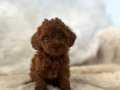 Orjinal Show Class Toy Poodle Yavrularimiz