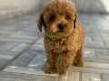 Safkan isteyene Toy Poodle Yavrularimiz 