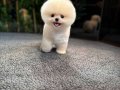 Safkan Kore Pomeranian Boo