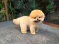 Kore Orjınal Pomeranian Boo Yavrularımız