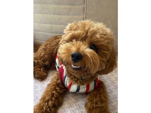 6 AYLIK EĞİTİMLİ TOY POODLE
