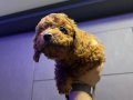 TOY PODDLE 4 AYLIK AŞILARI YAPILDI, PED EĞİTİMLİ,DOSTA GİDER