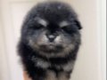 AYI SURAT POMERANIAN BOO SON ERKEK YAVRUMUZ