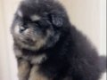AYI SURAT POMERANIAN BOO SON ERKEK YAVRUMUZ