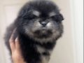 AYI SURAT POMERANIAN BOO SON ERKEK YAVRUMUZ