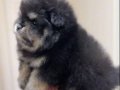AYI SURAT POMERANIAN BOO SON ERKEK YAVRUMUZ