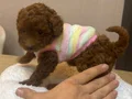 65 GÜNLÜK TOY PODDLE 3 ERKEK KARDEŞ