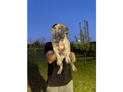 3 erkek yavru presa canario brindle