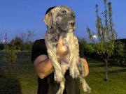3 erkek yavru presa canario brindle